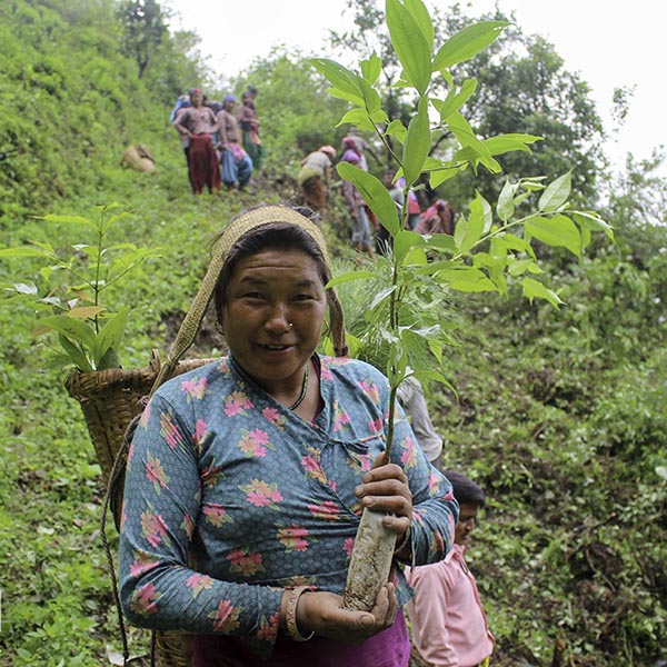agricultural plants in napal | Beauty Society